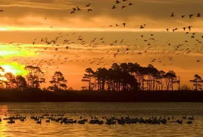 Залез в Националния резерват за диви животни Chincoteague