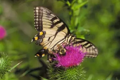 燕尾蝴蝶和蜜蜂在薊上