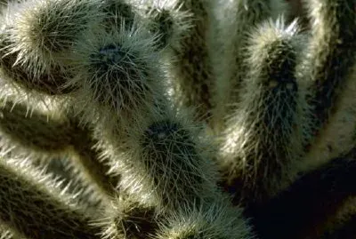 Ours en peluche cholla cactus