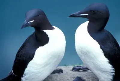 Murres de pico grueso, 1989