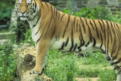 פאזל של נָמֵר