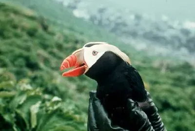 Tufted Puffin in Hand jigsaw puzzle