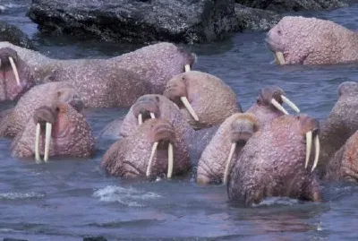 Walross auf Togiak National Wildlife Refuge