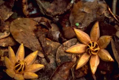 西印度桃花心木苗