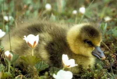 White-fronted Goose Gosling jigsaw puzzle