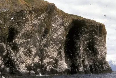 Колония на чернокраката Kittiwake