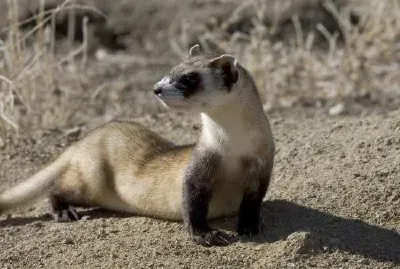 Hurón de patas negras (cautivo)