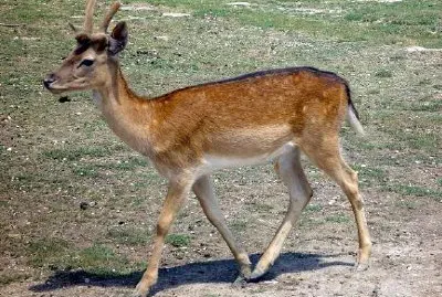 Gazela