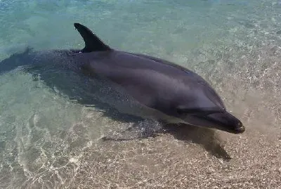 Delfín