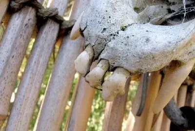 Bones jigsaw puzzle