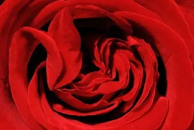 Rose jigsaw puzzle