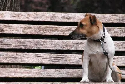 Waiting Dog jigsaw puzzle