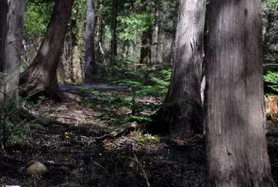 En skog
