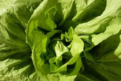 Lettuce jigsaw puzzle