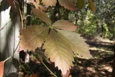 Foliage jigsaw puzzle
