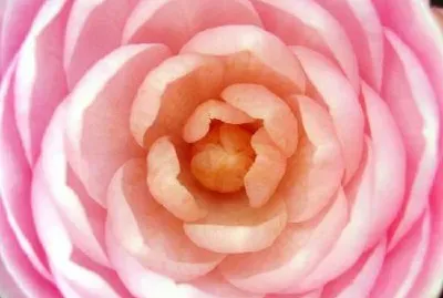Rosa Rosa
