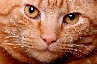 Cat Face jigsaw puzzle