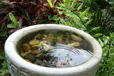 鳥浴