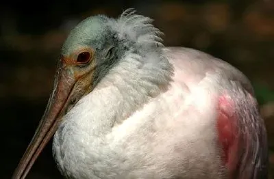 Roseate Spoonbill  jigsaw puzzle