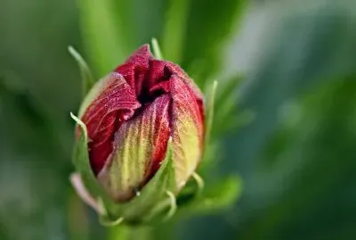 Flower Bud jigsaw puzzle