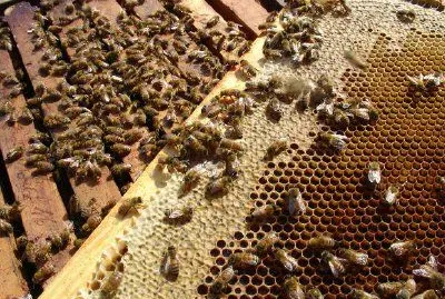 Bees jigsaw puzzle