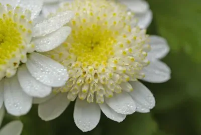 白花