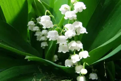 野花