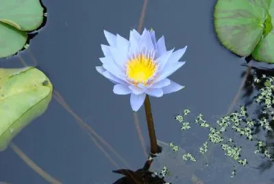 蓮花