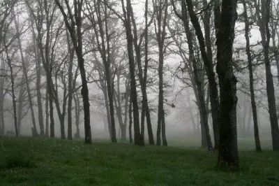 Brouillard du matin