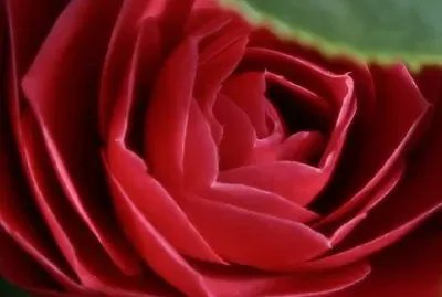 茶花