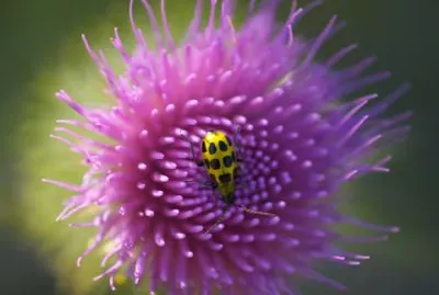 פאזל של חיפושית פרעושים