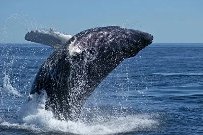 Humpback Whale, Alaska, US jigsaw puzzle