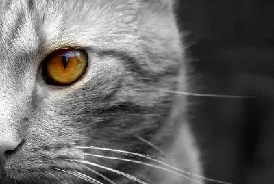 A gray cat jigsaw puzzle