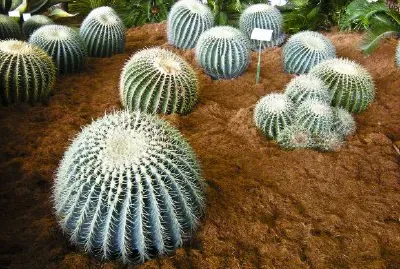 Cactus