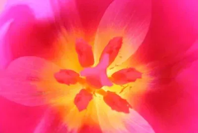 פאזל של צִבעוֹנִי