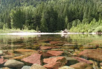 Bosque y un arroyo