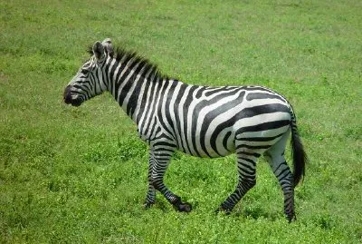 Zebra jigsaw puzzle