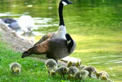 Goose jigsaw puzzle