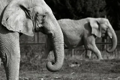 Two Elephants jigsaw puzzle