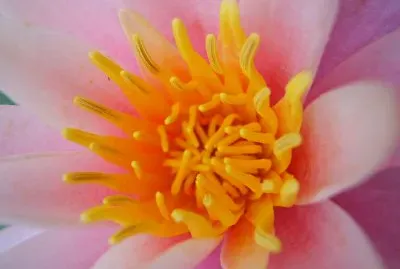 Rosa Lotus