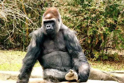 Gorrila jigsaw puzzle