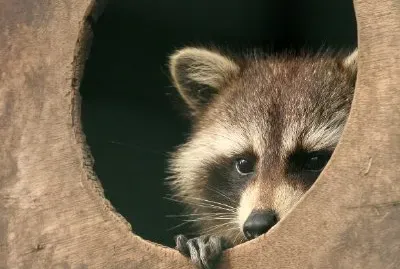 Миеща мечка