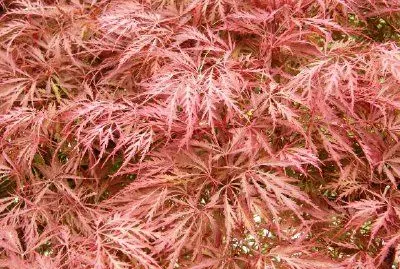 Maple Bush