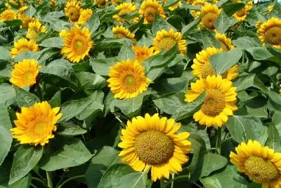 Girassóis amarelos