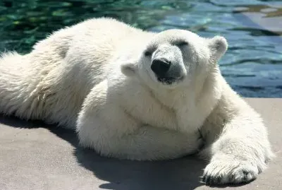 Orso polare