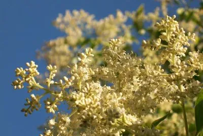 Fleurs