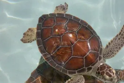 Sea Turtle jigsaw puzzle