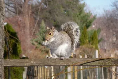 פאזל של סנאי