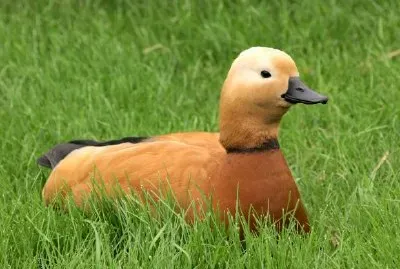 Ente