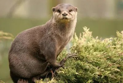 Otter jigsaw puzzle